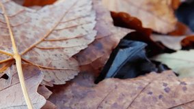 intricate pattern of leaf veins amidst debris, detailed imagery of leaf textures and venation patterns on ground, vivid closeup showcasing complex vein network and textured edges of forest leaf - Powered by Shutterstock - Get 15% off with code: PIKWIZARD15
