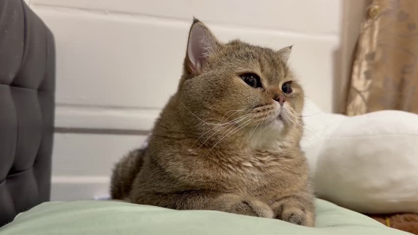Portrait of a cute Golden British Shorthair cat lying down on a light green pillow