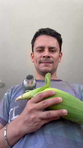 A lovebird eating corn next to a human