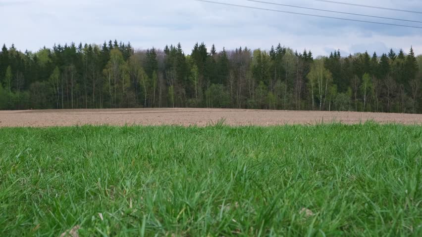 A young woman jogging across a green field with her small black toy poodle running beside her. Outdoor activity in a rural landscape with forest in the background, spring atmosphere.