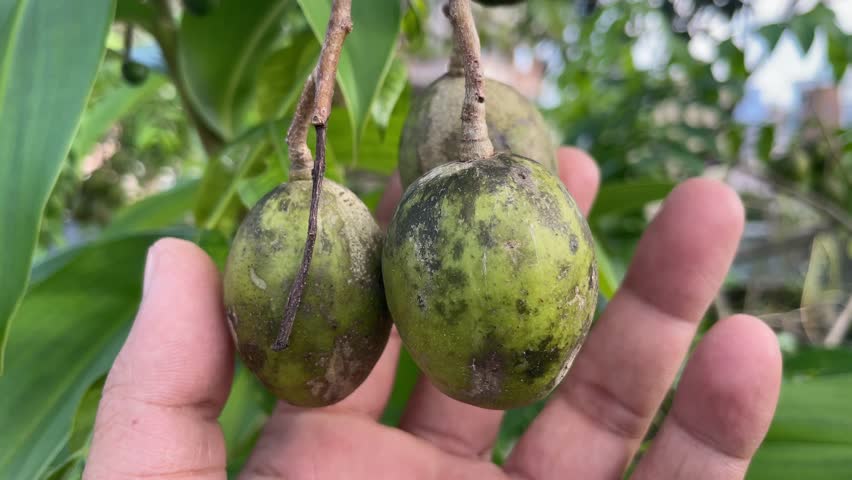 Hand Picking Raw Hog Plum (Green Ambarella) – Sour Tropical Fruit on Tree