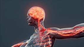 Glowing human brain with spine and nerves, illustrating neural network, nervous system, anatomy, and electrochemical activity in medical visualization. - Powered by Shutterstock - Get 15% off with code: PIKWIZARD15