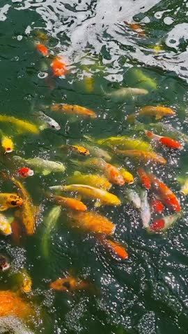 ​Japanese Koi Carp Swimming in a Sunlit Water Garden