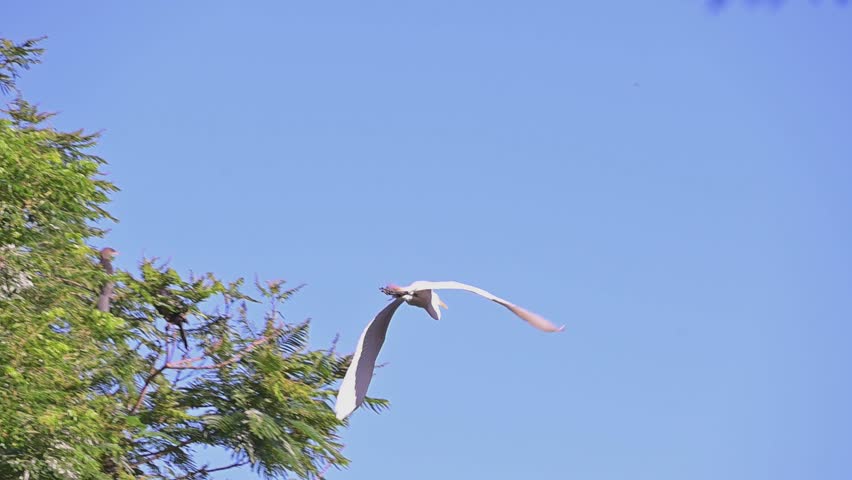 Waterfowl in slow motion on a lake in Brazil, Beautiful white heron flying in a blue morning sky., natural light, 4k, selective focus.