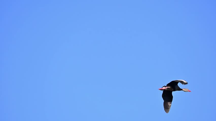 Waterfowl in slow motion on a lake in Brazil, A small duck flying in a blue sky in Brazil, natural light, 4k, selective focus.
