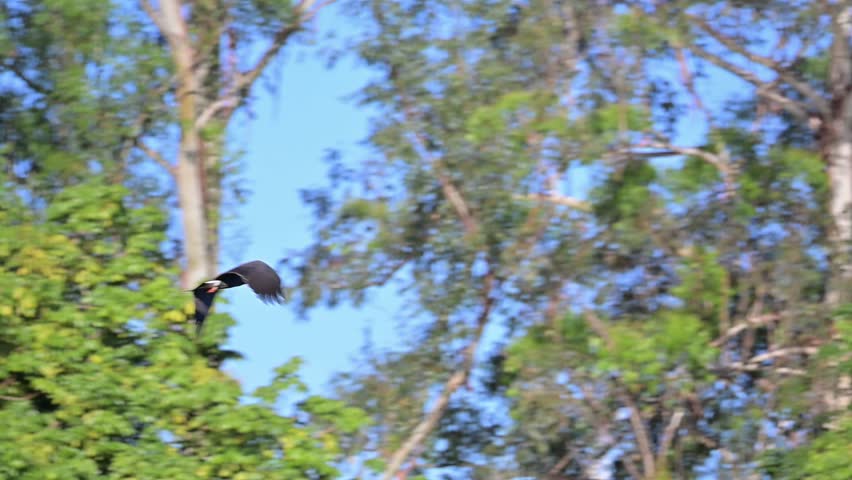 Waterfowl in slow motion on a lake in Brazil, majestic flight of a snail kite on a lake in Brazil, natural light, 4k, selective focus.