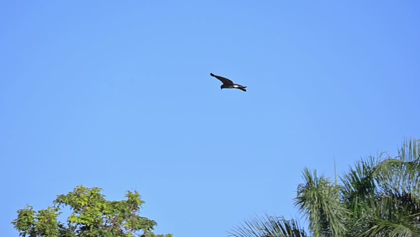 Waterfowl in slow motion on a lake in Brazil, beautiful flight of a snail kite on a lake in Brazil, natural light, 4k, selective focus.