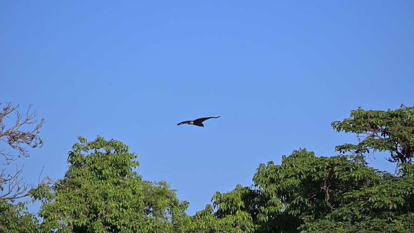 Waterfowl in slow motion on a lake in Brazil, A beautiful snail kite flying above the trees in search of its prey, 4k, selective focus.