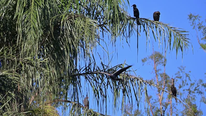 Waterfowl in slow motion on a lake in Brazil, A snail kite arriving to perch on a tree, natural light, 4k, selective focus.