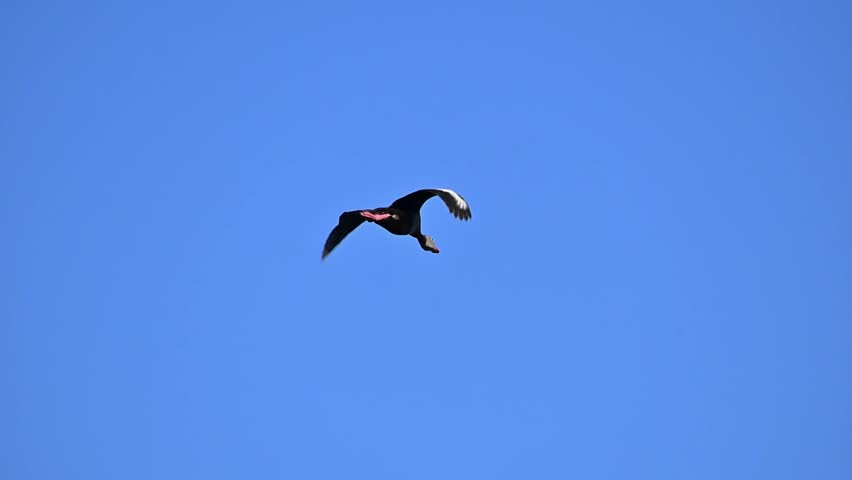 Waterfowl in slow motion on a lake in Brazil, a beautiful little duck flying in the blue sky on a lake in Brazil, natural light, 4k, selective focus.