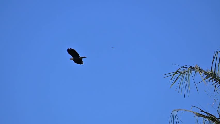 Waterfowl in slow motion on a lake in Brazil, Snail kite flying among the trees in search of prey on a lake in Brazil, natural light, 4k, selective focus.
