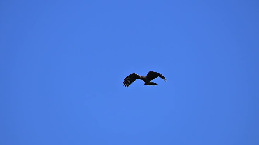 Waterfowl in slow motion on a lake in Brazil, The moment a snail kite dives upon spotting its prey, natural light, 4k, selective focus.