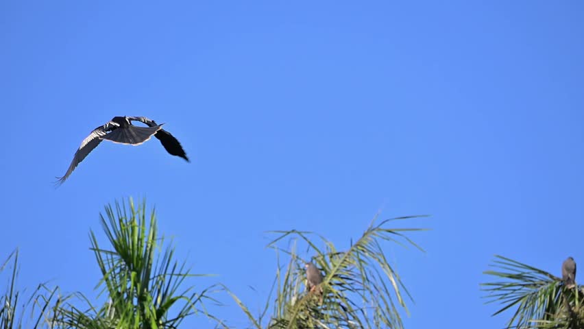 Waterfowl in slow motion on a lake in Brazil, Large anhinga (Anhinga anhinga) awkwardly perched in the trees. in Brazil, natural light, 4k, selective focus.