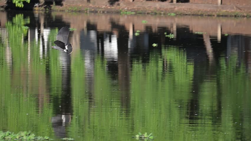 Waterfowl in slow motion on a lake in Brazil, beautiful flight of a snail kite on a lake in Brazil, natural light, 4k, selective focus.