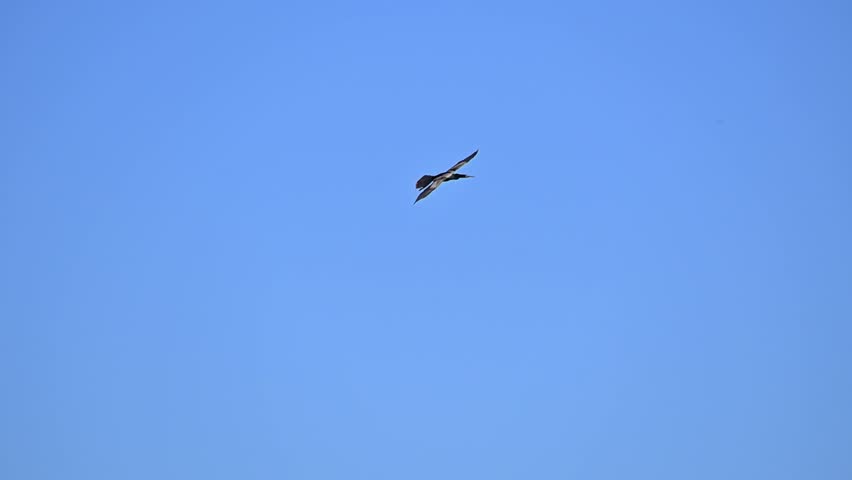 Waterfowl in slow motion on a lake in Brazil, beautiful flight of a great anhinga (Anhinga anhinga) on a lake in Brazil, natural light, 4k, selective focus.