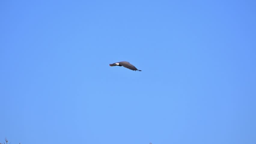 Waterfowl in slow motion on a lake in Brazil, Beautiful snail kite floating in the blue sky.t, 4k, selective focus.
