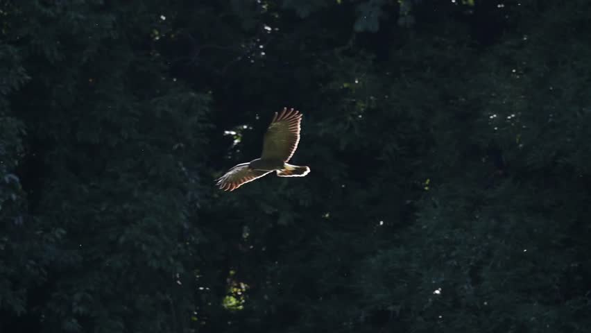Waterfowl in slow motion on a lake in Brazil, A beautiful snail kite flying over a lake in search of its prey, 4k, selective focus.