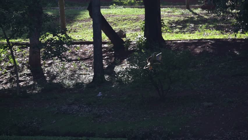 Waterfowl in slow motion on a lake in Brazil, A beautiful snail kite flying over the water in search of food., natural light, 4k, selective focus.