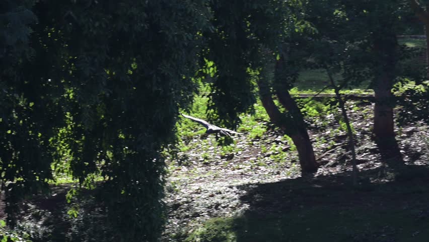 Waterfowl in slow motion on a lake in Brazil, A beautiful snail kite flying over a lake in search of its pre, 4k, selective focus.