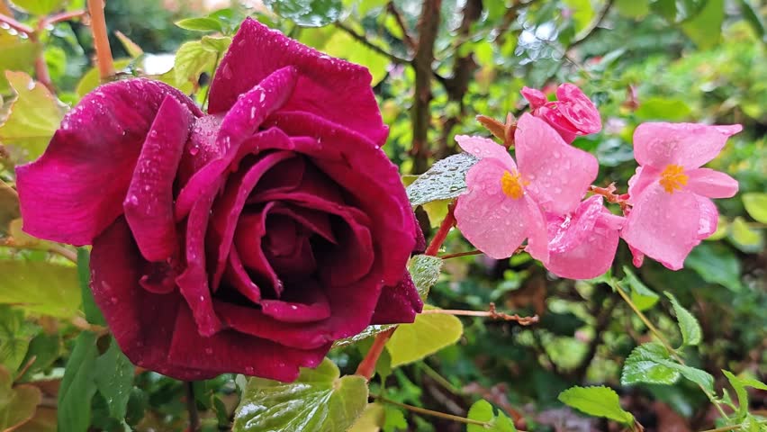 Close-up of a deep red rose and soft pink begonia flowers covered in fresh raindrops, gently swaying in a lush green garden as a falling drop briefly ripples through the scene.