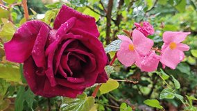 Close-up of a deep red rose and soft pink begonia flowers covered in fresh raindrops, gently swaying in a lush green garden as a falling drop briefly ripples through the scene. - Powered by Shutterstock - Get 15% off with code: PIKWIZARD15