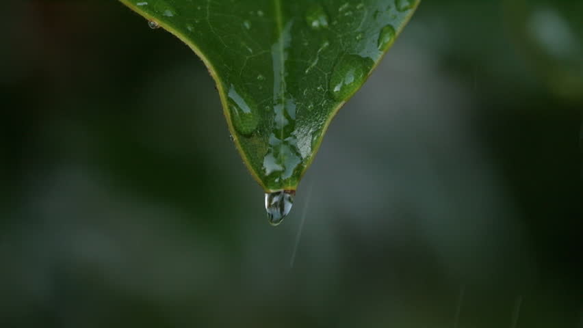 Slow Motion Rain Drops Dripping From Green Leaves Magnolia During Rain. Calm Relaxing Meditation Peaceful Background. Green Leaves of Plant Waving Because of Water Drops. Calm Relaxing Meditation.