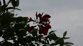 Low Angle Macro Shot of Vibrant Red Tubular Coral Tree Flowers (Erythrina) Hanging Against a Bright, High-Key Sky. Tropical Flora and Copy Space - Powered by Shutterstock - Get 15% off with code: PIKWIZARD15