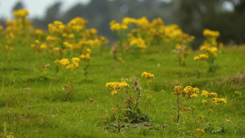 Yellow wildflowers gently move in breezy, sunlit Highland meadow, shallow depth of field, static camera