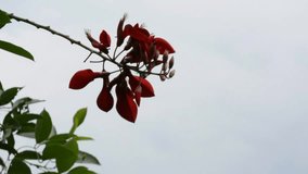 Low Angle Macro Shot of Vibrant Red Tubular Coral Tree Flowers (Erythrina) Hanging Against a Bright, High-Key Sky. Tropical Flora and Copy Space - Powered by Shutterstock - Get 15% off with code: PIKWIZARD15