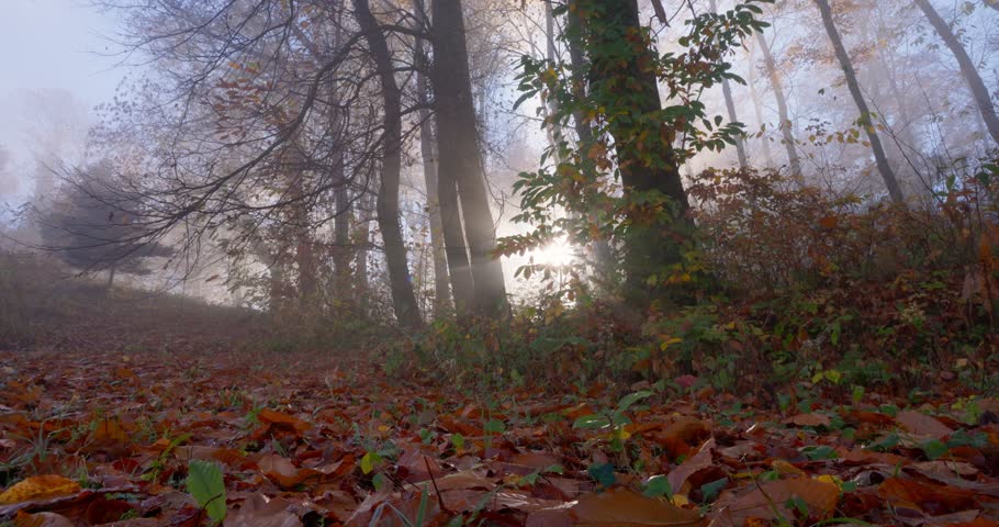 Misty autumn forest with colorful foliage and morning sunlight breaking through the fog