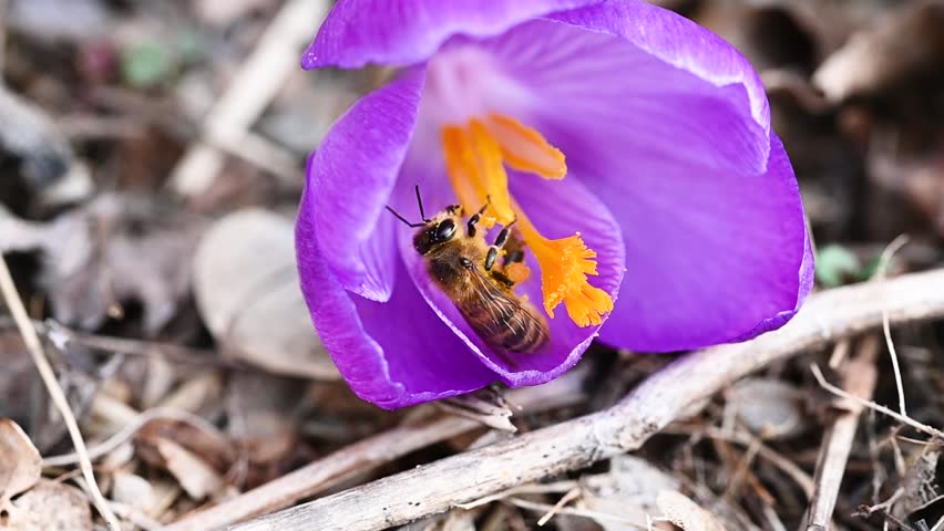 Honey bee foraging, collecting pollen in purple crocus flower