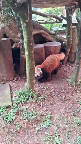 Close-up Video of Adorable Red Panda Walking on Tree Branch in Asian Mountain Forest, Concept of Wildlife Conservation, Wilderness, and Endangered Mammal