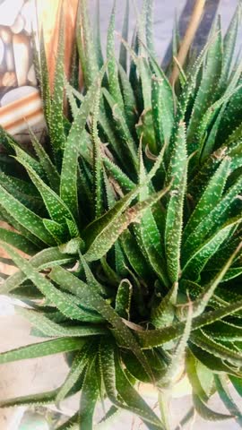 Lace Aloe (Aristaloe aristata). It is a popular, compact succulent often grown as a houseplant