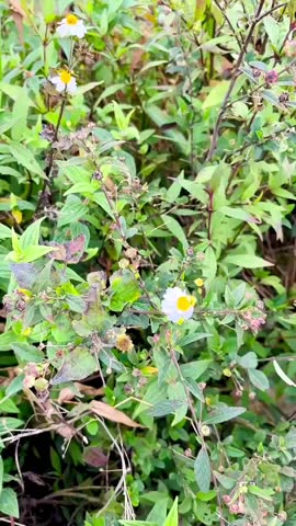 Close-up view of wild flowers and grass panning up to reveal a stunning, vast green mountain ridge landscape under a cloudy sky
