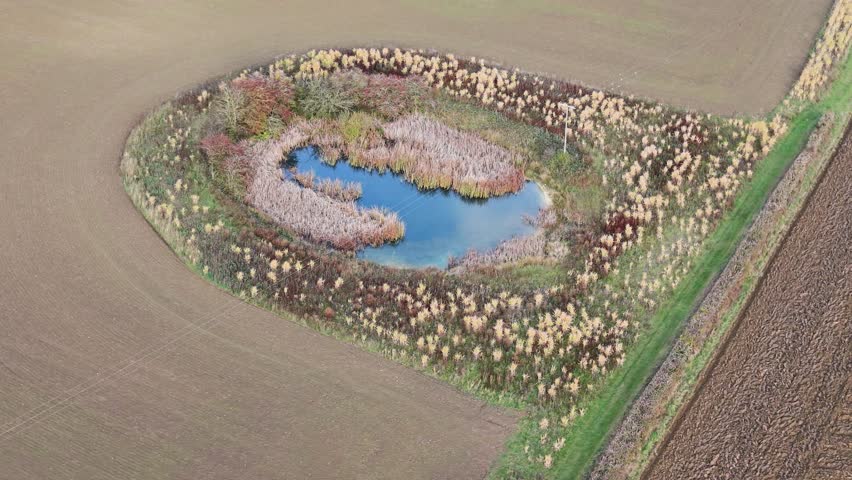 Kentwell Hall, Long Melford, Suffolk, United Kingdom - A small, Vibrant Blue Pond Sits at the Center of a Circular Patch of Dense Vegetation, Surrounded by Wide, Open Farmland - Aerial Drone Shot