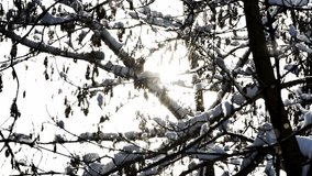 Snow gently falls across leafless trees glowing in bright backlight at sunrise - Powered by Shutterstock - Get 15% off with code: PIKWIZARD15