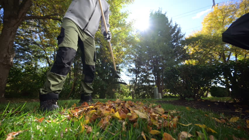 Gardener gathering fallen autumn leaves into a pile on the green lawn in a backyard. Seasonal works in garden. Landscape design. Landscaping. 