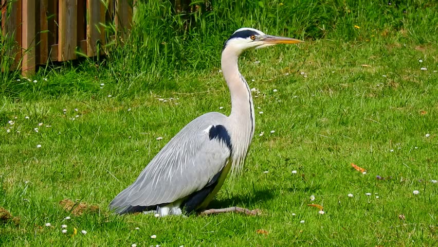 A closeup of a Gray heron against a green background in natural surroundings


