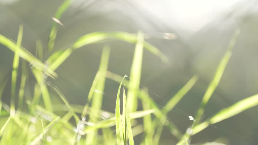 Close Up Shot of Left Over Spider Web Tangled in Grass Blades During Golden Hour