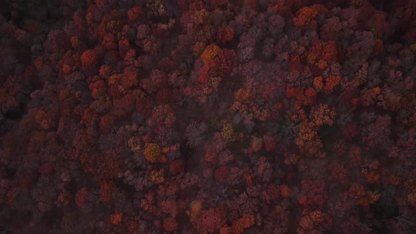 A drone shot from high up looking straight down on an autumn forest in southern Illinois.