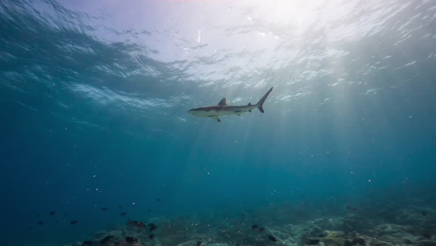 Underwater shot of Grey Reef Shark swimming through tropical water