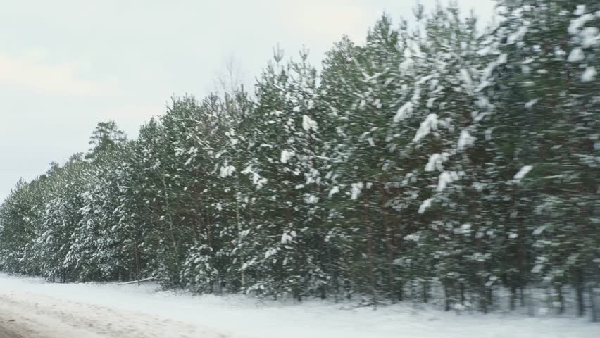Winter Road Through a Snow-Covered Pine Forest on an Overcast Day