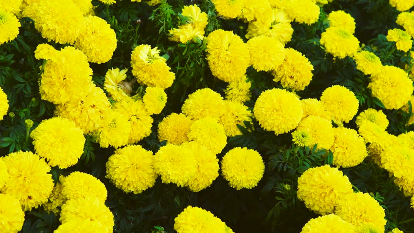 Radiant Warmth: Yellow Flowers at Sunder Nursery, Delhi, India