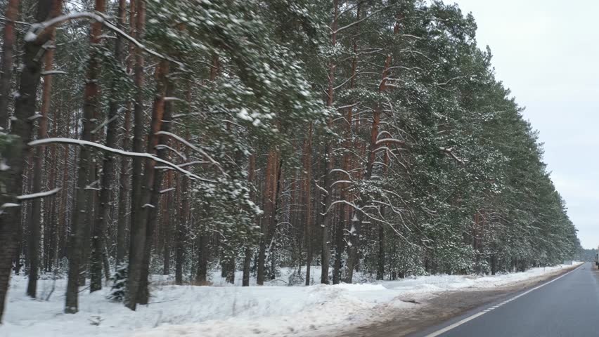 Winter Road Through a Snow-Covered Pine Forest on an Overcast Day