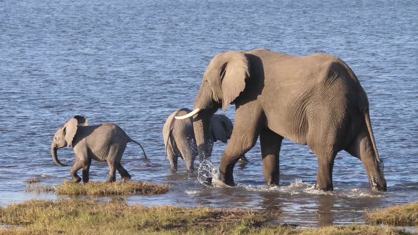 Cute calf elephant at a herd of elephants around a lake at Chobe National Park in Botswana
