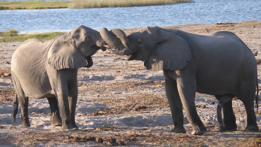 Two elephants playing with their trunk at Chobe National Park in Botswana