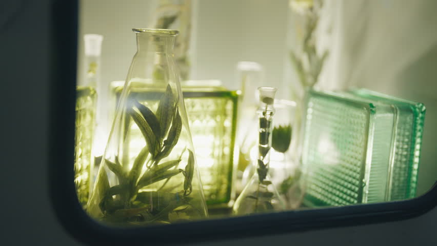 Unusual decoration in interior, green plants in glass flasks, botanical lab. Secret laboratory for development plant kinds and medicaments, ecology and environment protection, eco-friendly cosmetics - Powered by Shutterstock - Get 15% off with code: PIKWIZARD15