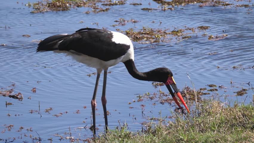 Saddle-billed Stork eating a frog at Chobe National Park in Botswana