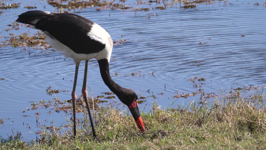 Saddle-billed Stork eating a frog at Chobe National Park in Botswana