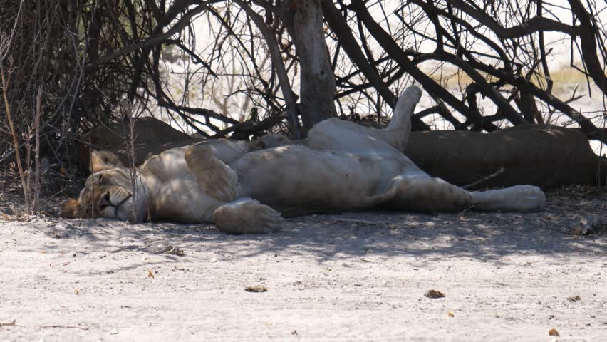 Lionesses laying in the shade of a bush at Chobe National Park in Botswana